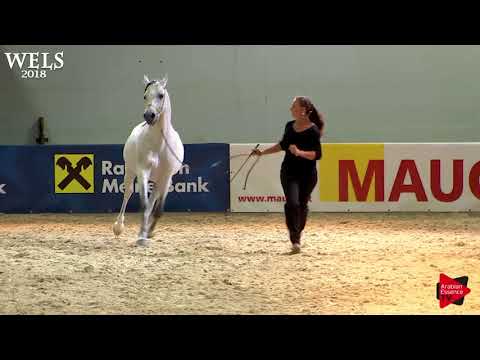 N.88 DA EL PATRON - Wels 2018 - 11 Years Old and Older Stallions (Class 11)