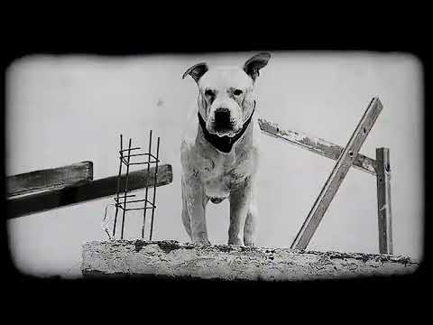 De Humanos // El Perro Gamboa // produce M Live // Beat Por Chico Sucio.