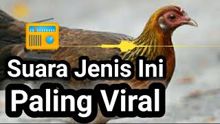 Download lagu Suara Ayam Hutan Betina Yang Paling Banyak Digunakan Pemikat Ayam Hutan mp3