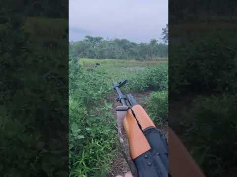 Hog hunting with an AK47