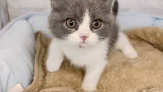 ブリティッシュショートヘアの動画01