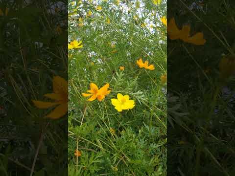 園芸 オレンジ色の燭台月見草、Bulley 月見草
