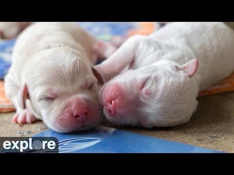Live webcam view of ECAD Service Dog Puppies