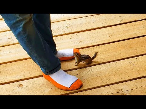 Who Does Chipmunk Chucky Like: Mommy Or Daddy?