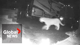 Safari moment: 3 cougars spotted prowling through BC backyard caught on camera