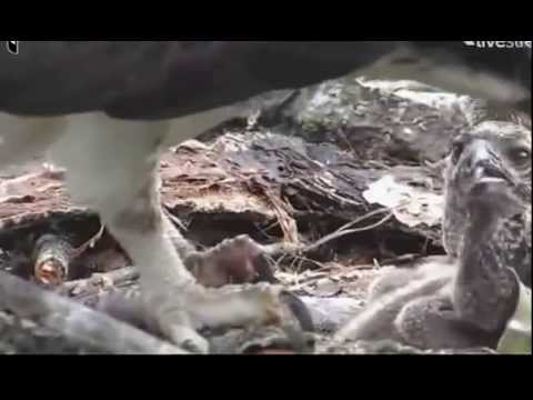 HELLGATE OSPREY CAM IRIS FEEDING HER CHICKS ON 6/27/2014