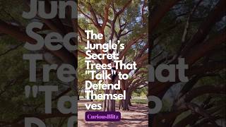 The Jungle’s Secret: Trees That "Talk" to Defend Themselves 🌳🔊