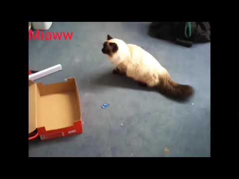 funny cats play with balloons /cute Animals