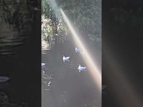 Fauna de la Laguna de Monte