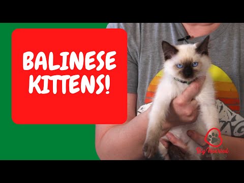 Balinese Cat Balinese Kittens- Hypoallergenic Cats Balinese, Balinese Cat Fel D1, Balinese Cat Utah