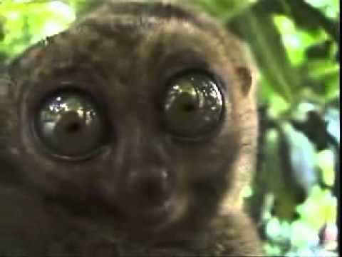 Funny: big eyes Tarsier