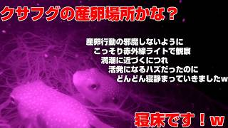 【水中カメラライブ配信】クサフグの群れを見続けるだけの枠（赤外線）