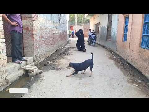 Funny gorilla Vs dog  🐶prank video