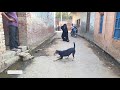 Funny Gorilla Vs Dog Prank Video