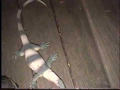 Juice Fest 2004. Iguana attack.