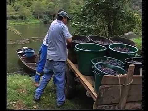 Vendémias al ras de Tarn a cò de Taurines