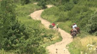 Mountain Biking: Meeting Horses