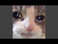 Mi Gatito Miao