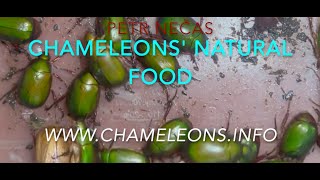 CHAMELEONS' NATURAL FOOD