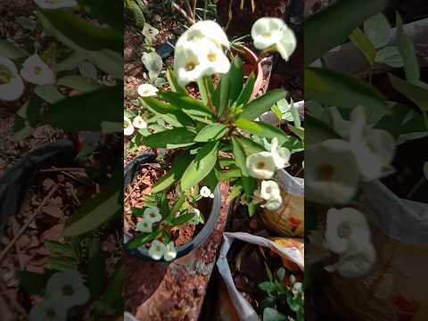 youtubeshorts #flower