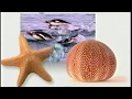 Eyewitness Ocean 1997 VHS