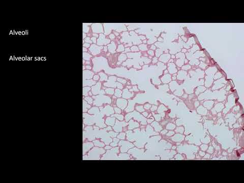 Histologie | Lunge (Atemzone)