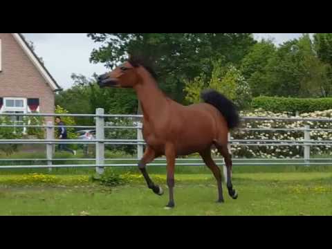 2014 Kanz Albidayer filly available