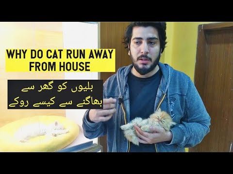 Why Do Cats Run Away and Leave Home | How to deal with runaway cats | Reasons & safety measures