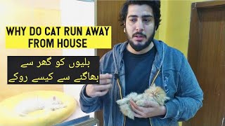 Why Do Cats Run Away and Leave Home | How to deal with runaway cats | Reasons & safety measures