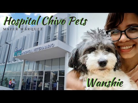 Mi experiencia en CHIVO PETS sv + Problema de Wanshie - Mafer Márquez
