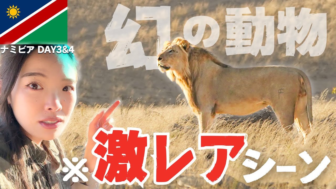 世界にあと110頭  幻の砂漠ライオンの奇跡の瞬間？　ナミビアラグジュアリーツアーVlog2