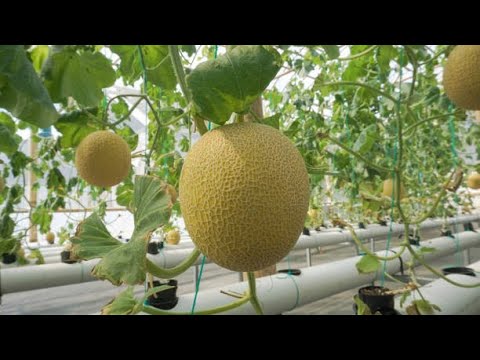 Important Tips For Harvesting And Storing Cantaloupe| Smart Agri Hub