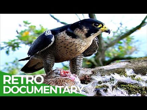 The Fascinating Wildlife of the Rhine Gorge
