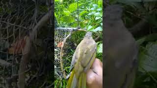 Download lagu Suara merbah lekir Padu baru dapat terus bunyii mp3 Download lagu Suara merbah lekir Padu baru dapat terus bunyii mp3