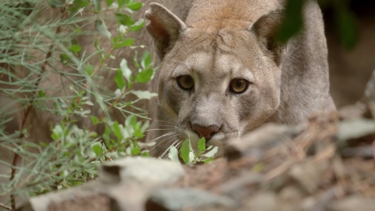 Cápsula 1 Biodiversidad de la región Metropolitana