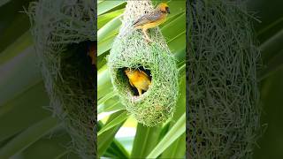 Download lagu Amazing Weaver Bird Nests Will Blow Your Mind! Nature Documentary Clips #birds #birdhome mp3 Download lagu Amazing Weaver Bird Nests Will Blow Your Mind! Nature Documentary Clips #birds #birdhome mp3