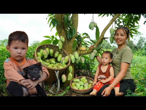 single girl ; Harvest sweet mangoes to sell at the market - cook food for pigs | Chúc Thị Dương