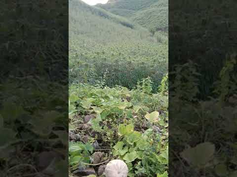 Hmong toj  siab lub neej yom yem