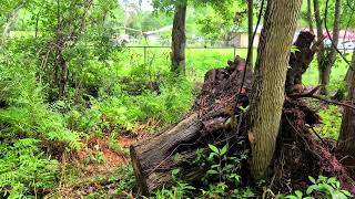 Pond Update And Trees Down Part 1