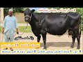 Rana Manzoor 15 Top Class Jersey And Fresian Cows Cholistani Cross Cows For Sale 7 April 2026