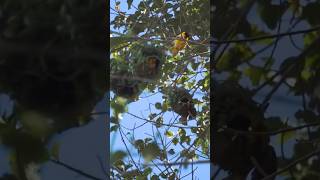 Download lagu Suara burung penenun mp3 Download lagu Suara burung penenun mp3