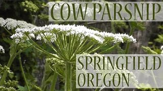 preview picture of video 'Cow Parsnip (Heracleum maximum), Dorris Ranch, Springfield, Oregon'