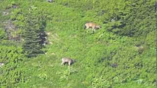 preview picture of video 'Alpine blacktail deer scouting (4 bucks) - 7/11/12 (Mt. Baker-Snoqualmie NF)'