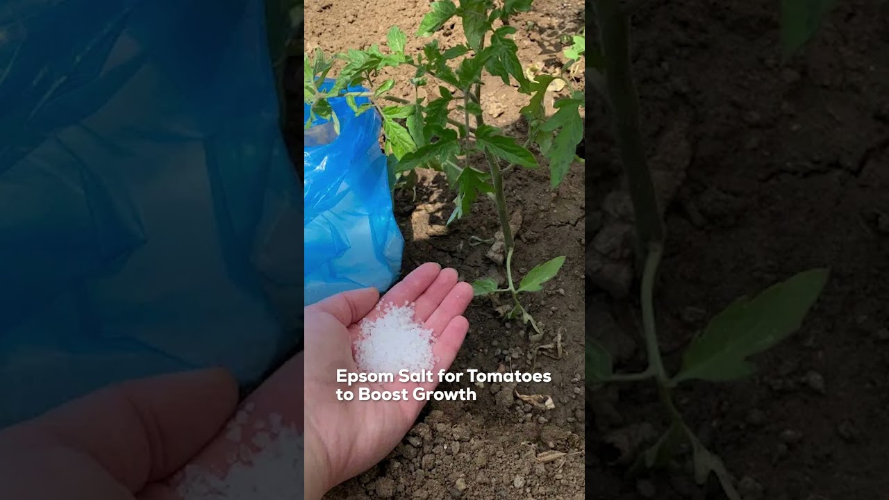 Amazing Uses of Epsom Salt for Tomatoes #tomatoes #tomato #viral