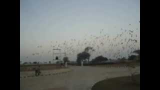 preview picture of video 'BIRD'S SHOW AT RAJASTHAN (KED DHAM)'