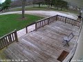 Bird Hitting Window