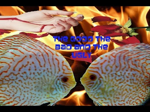 The Good the Bad and the Ugly! Breeding behavior of Discus fish.