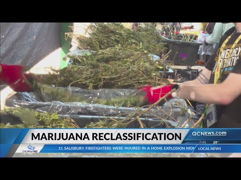 Trump is ‘considering’ marijuana reclassification