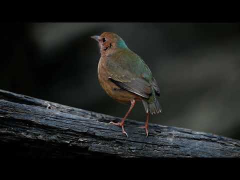 Pita modrotylová (Hydrornis nipalensis) — biotop a pohyb