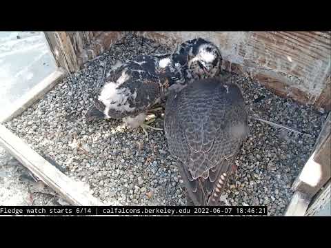 Cal Falcons, UC Berkeley_It's dinner time! 🤩 07/06